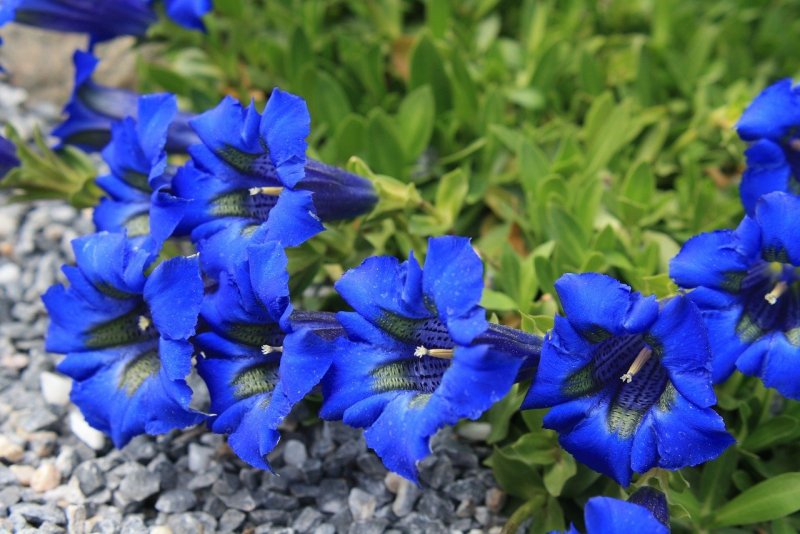 Горечавка Даурская Gentiana dahurica
