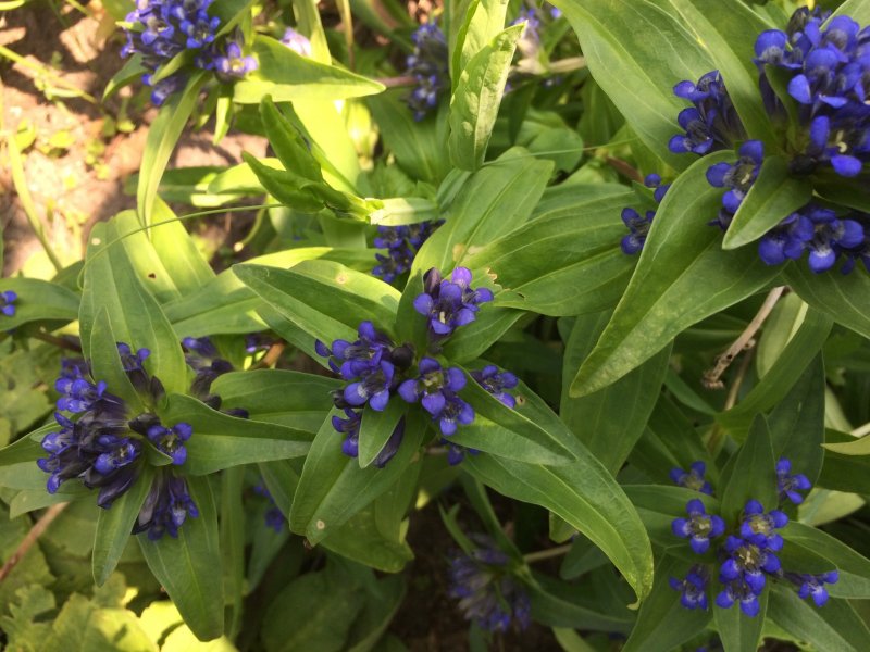 Горечавка Gentiana acaulis