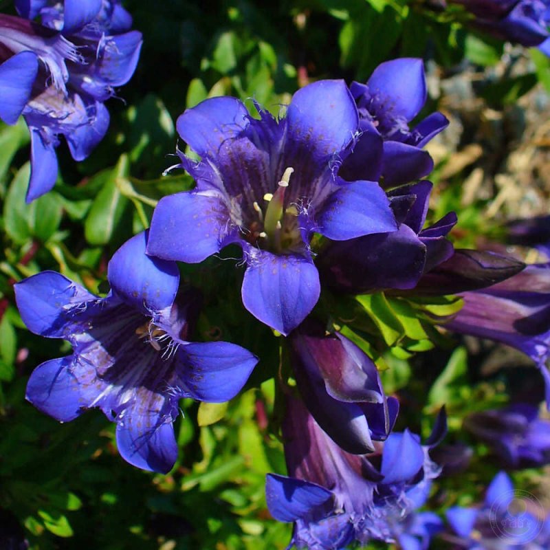 Горечавка Gentiana septemfida