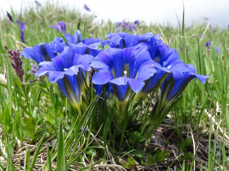 Горечавка верна. Gentiana Verna..