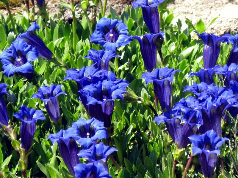 Горечавка Даурская Gentiana dahurica