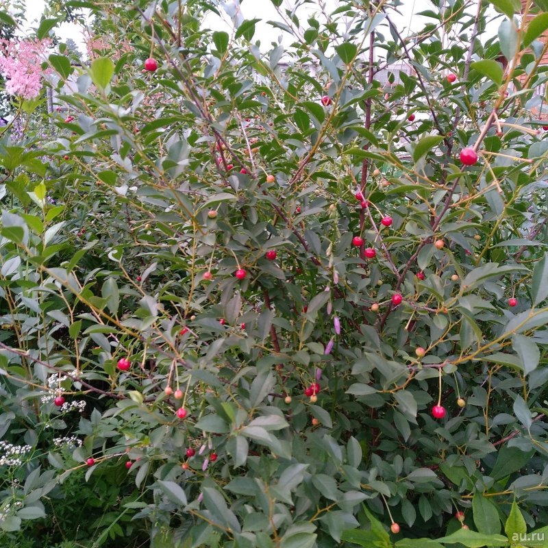 Вишня кустарниковая