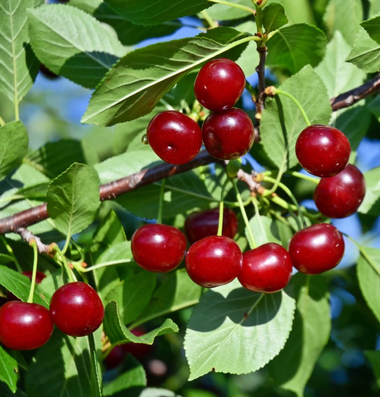 Саженцы вишня Жуковская
