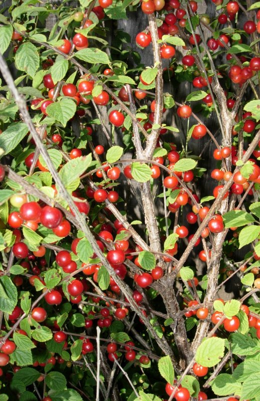 Вишня войлочная (Prunus tomentosa)