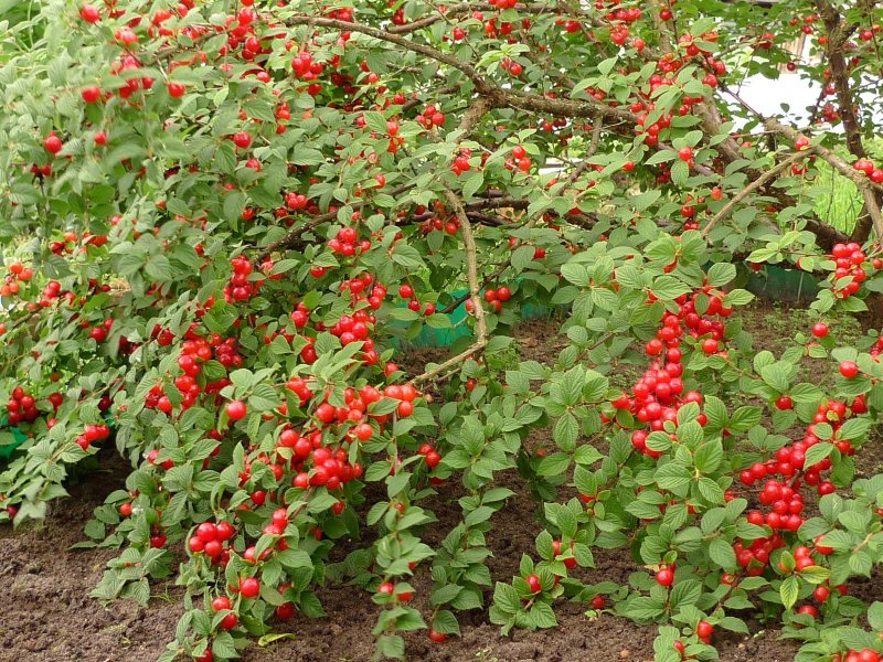 Вишня кустовая войлочная
