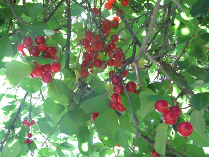 Вишня кустарниковая