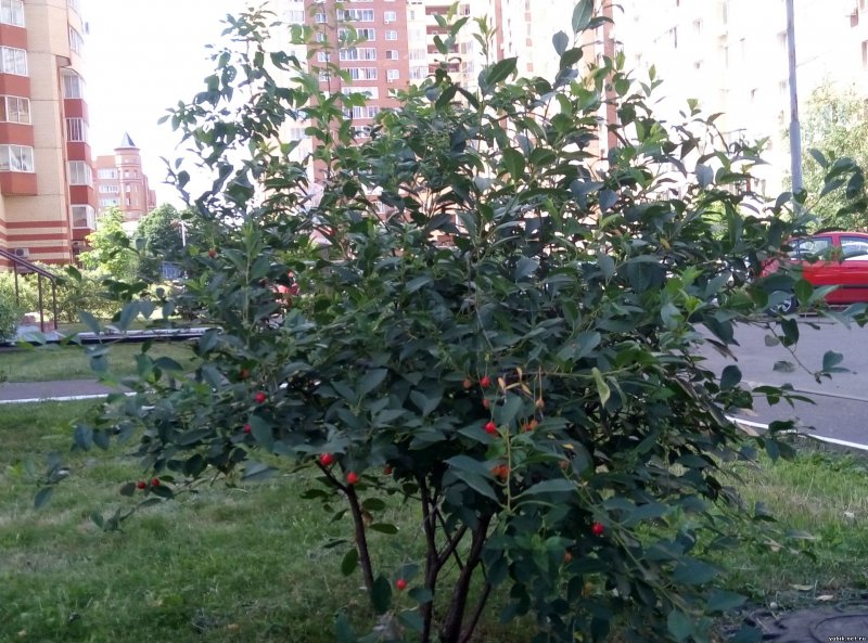 Вишня Сибирская кустовая