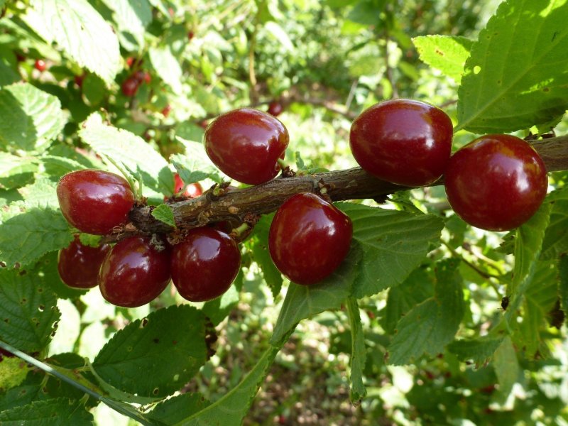 Вишня войлочная Натали куст