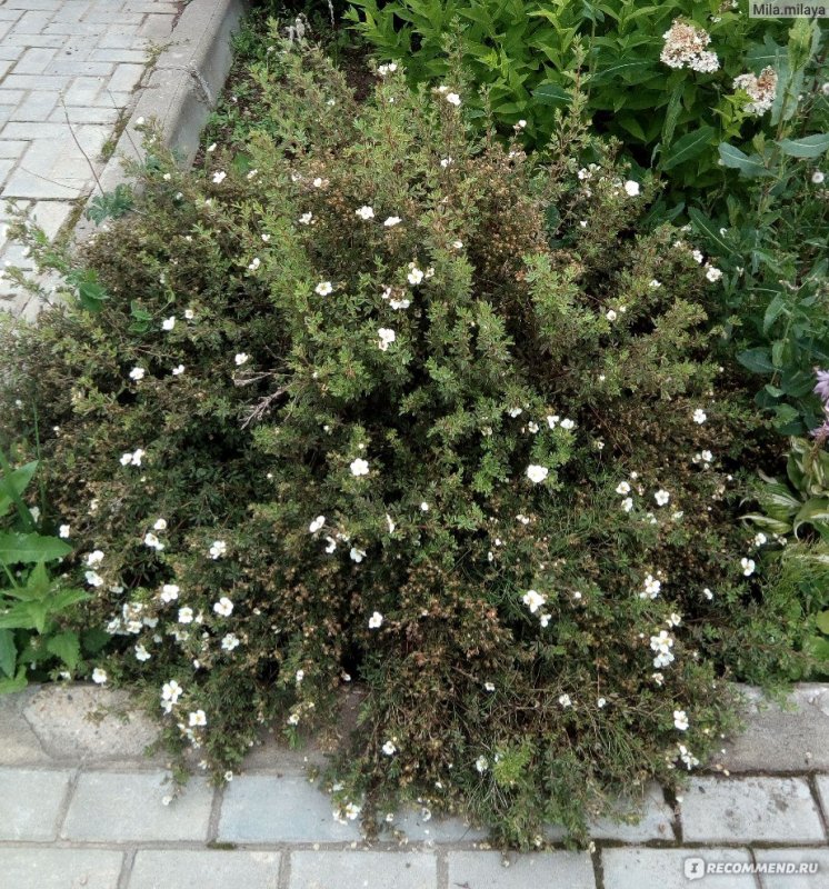 Лапчатка кустарниковая Беллисима (с3)