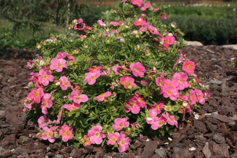 Potentilla fruticosa Pink Paradise