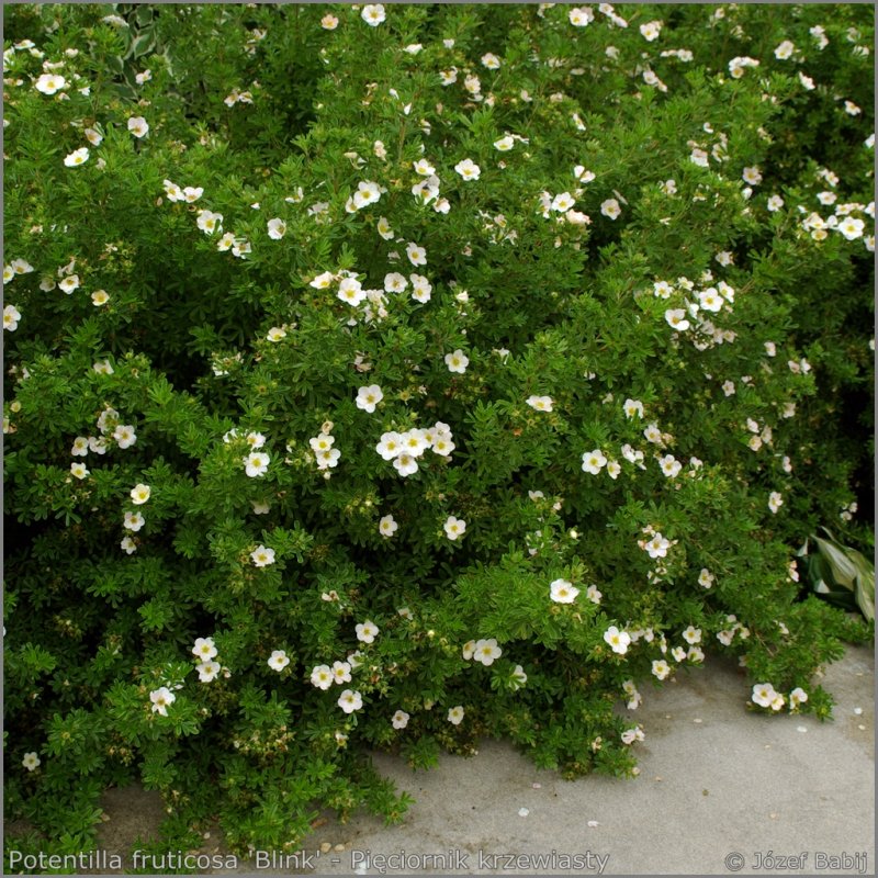 Лапчатка кустарниковая (Potentilla fruticosa)