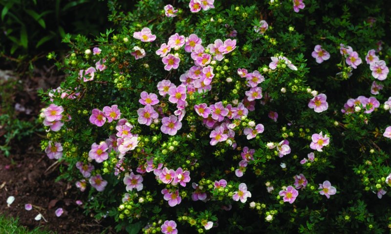 Лапчатка кустарниковая Potentilla fruticosa Marian Red Robin с2