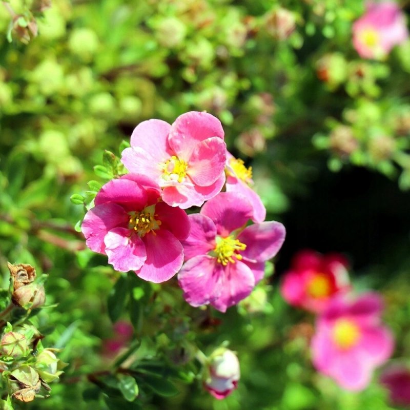 Potentilla fruticosa 'Eisprinzessin'