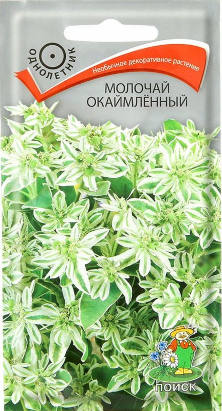 Молочай зверобоелистный