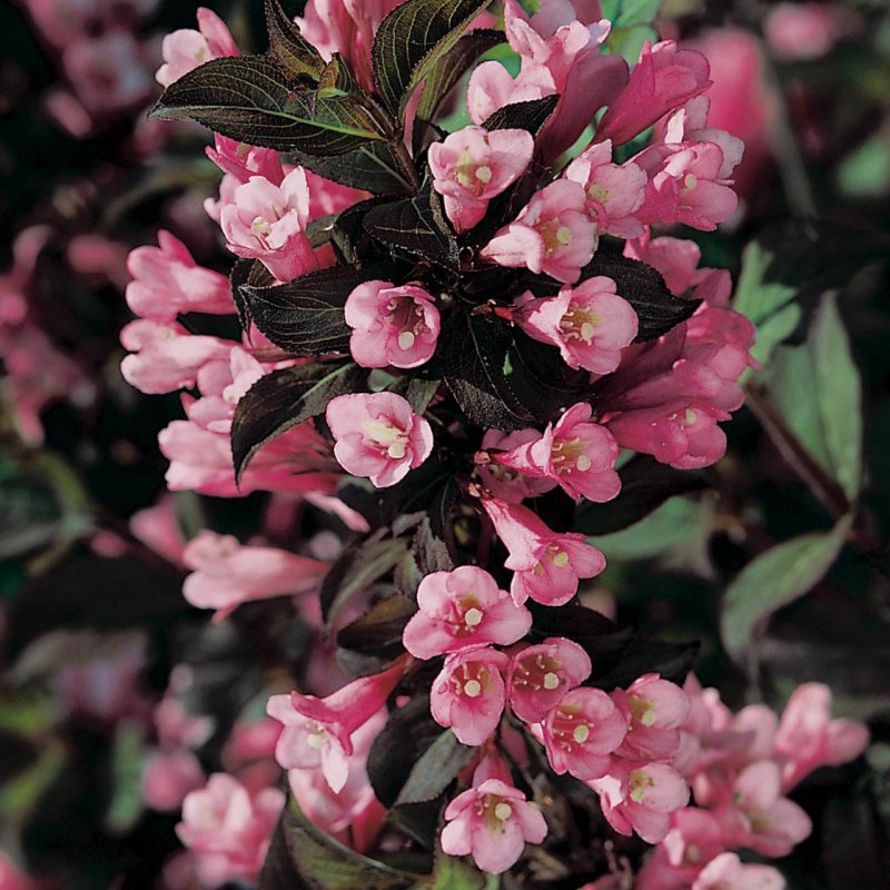 Вейгела foliis purpureis