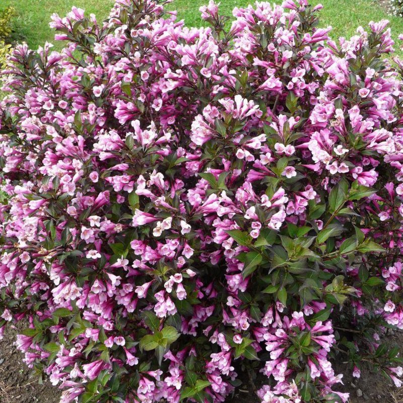 Вейгела Цветущая Nana purpurea