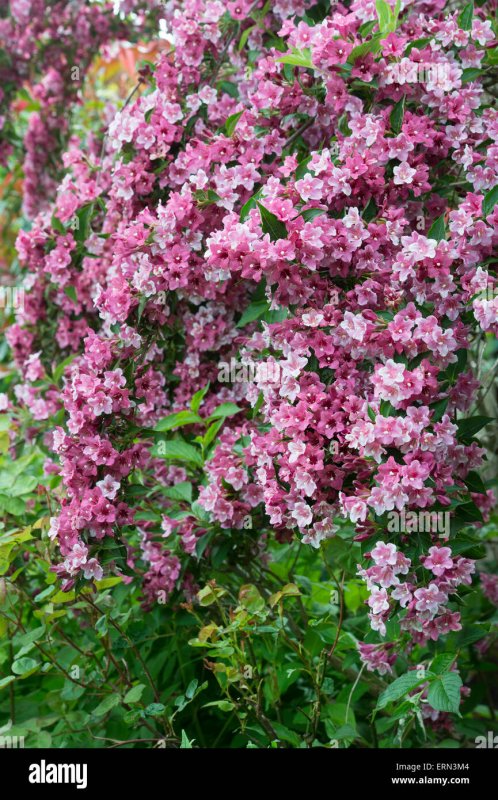Вейгела foliis purpureis
