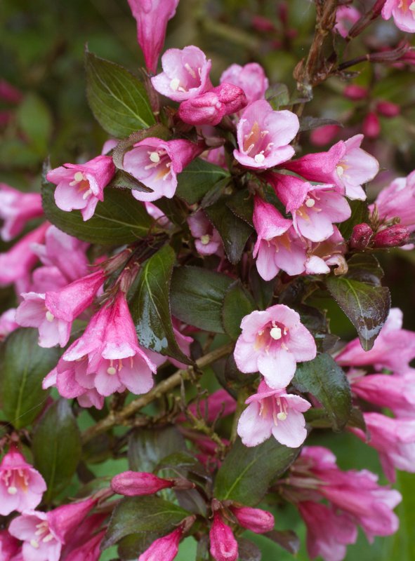 Вейгела Цветущая (Weigela Florida Nana purpurea)