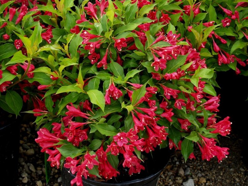Вейгела Цветущая variegata