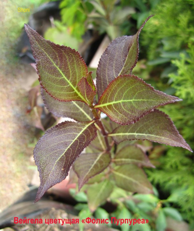 Вейгела Цветущая foliis purpureis
