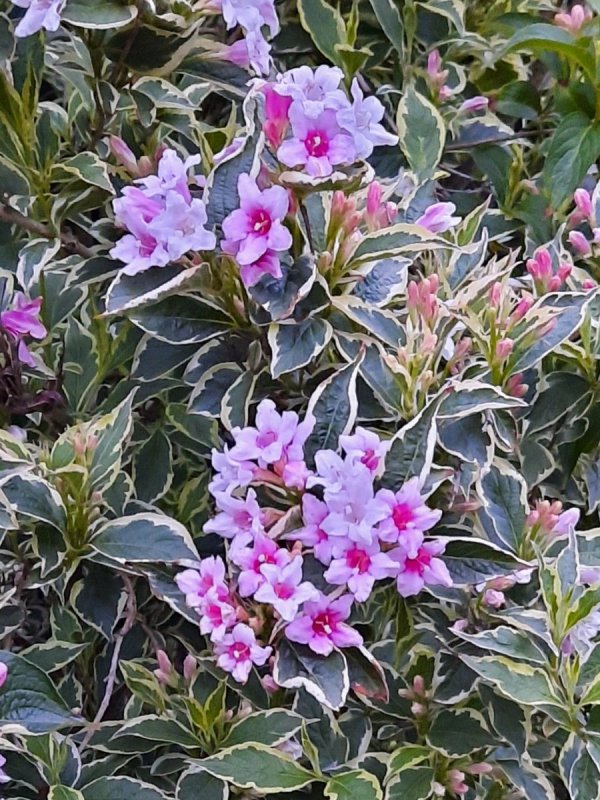 Вейгела foliis purpureis