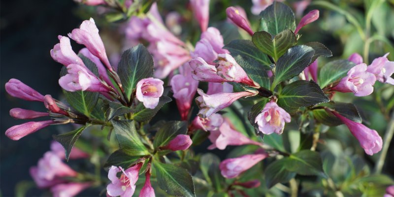 Вейгела foliis purpureis