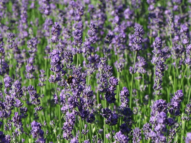 Лаванда узколистная Munstead Lavandula angustifolia Munstead