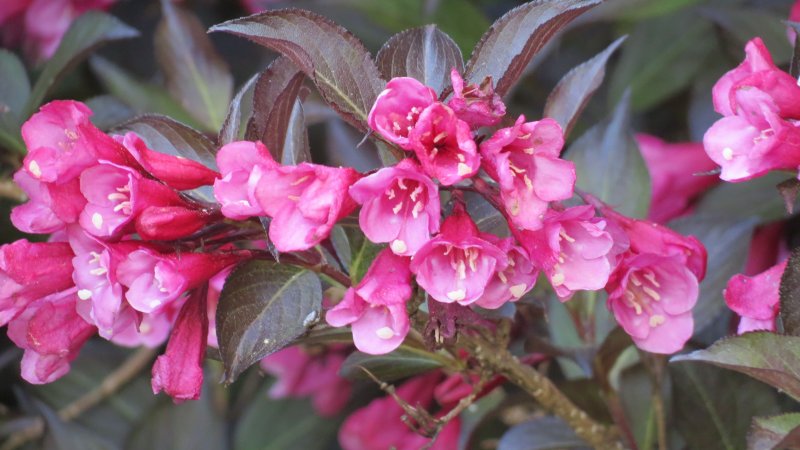 Вейгела Nana purpurea