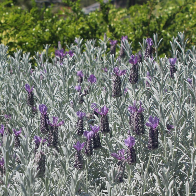 Lavandula angustifolia Hidcote