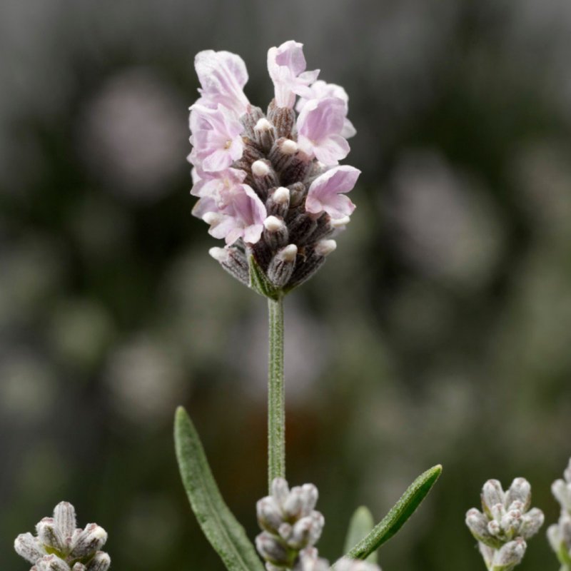 Лаванда angustifolia White Scent