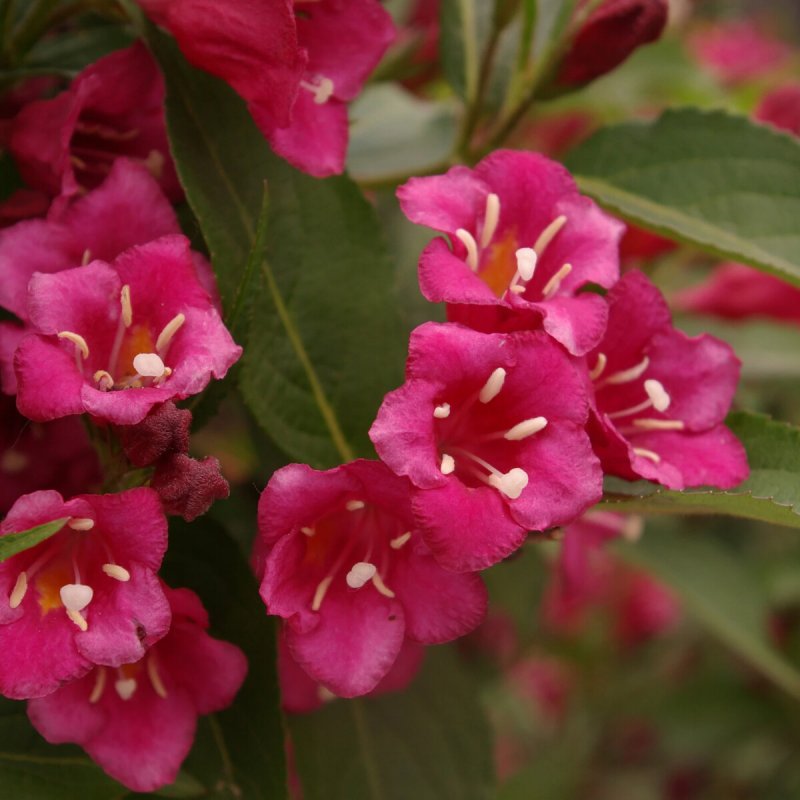 Weigela Florida Minor Black