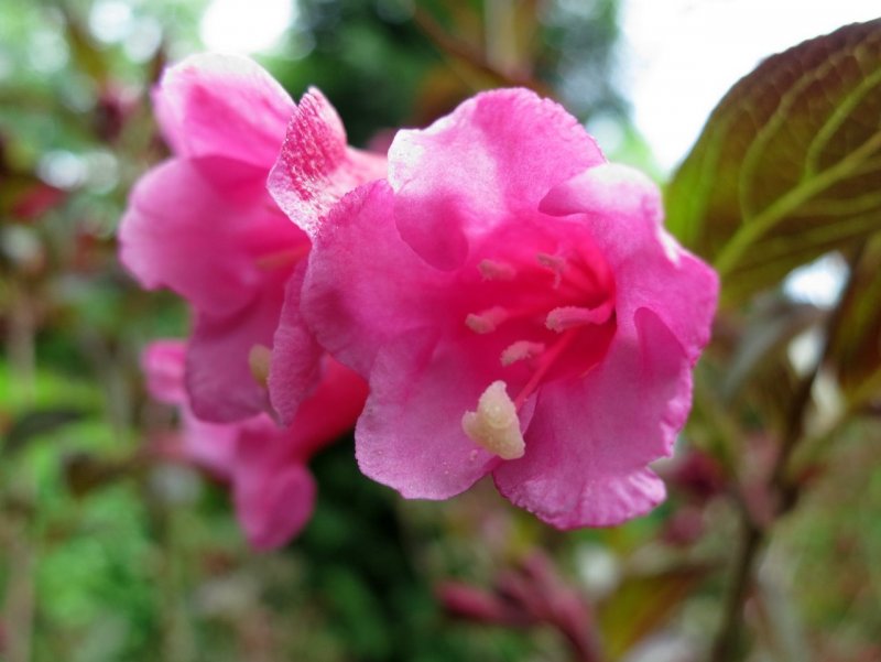 Вейгела Nana purpurea