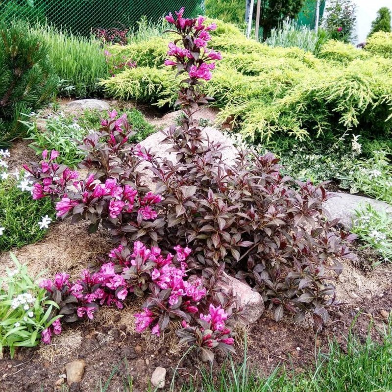 Вейгела Цветущая (Weigela Florida Nana purpurea)