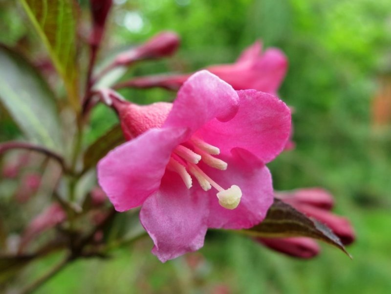 Вейгела Nana purpurea