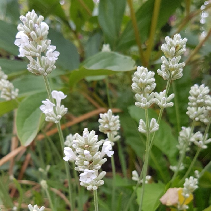 Lavandula Arctic Snow