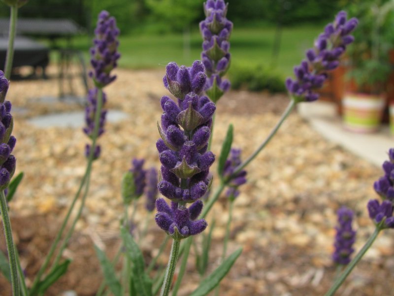 Лаванда Hidcote Blue Lavandula