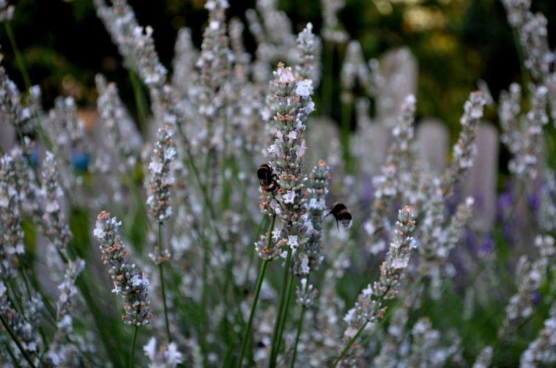 Lavandula stoechas