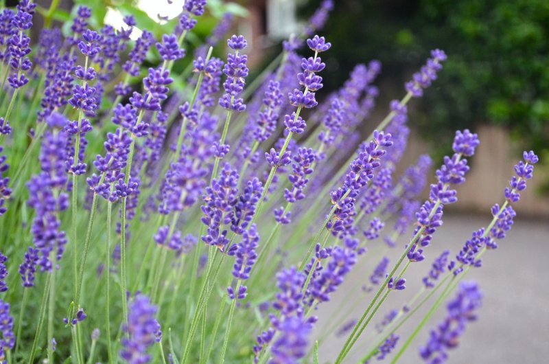 Lavandula ang. 'Alba'