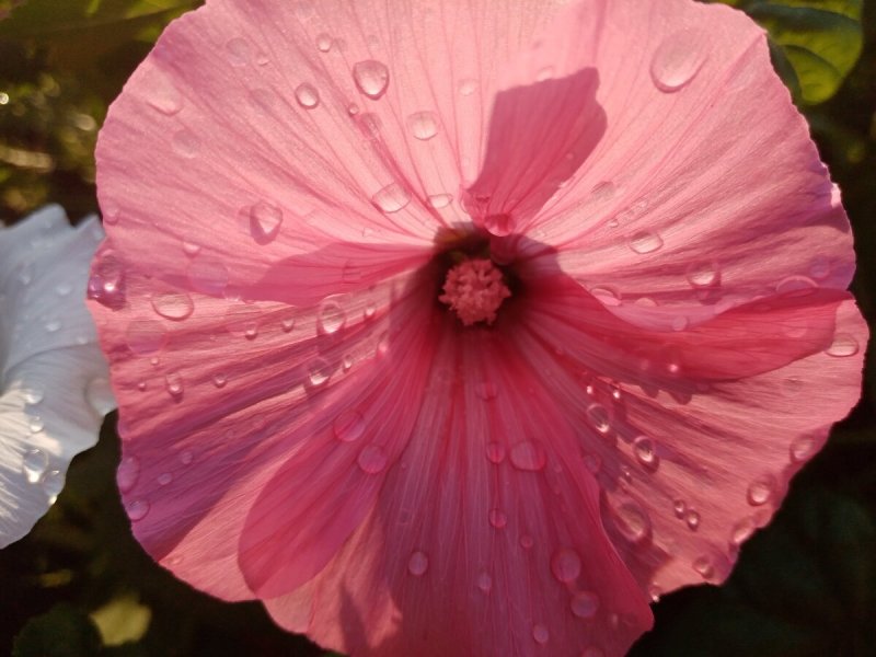 Lavatera trimestris l Silver Cup фото