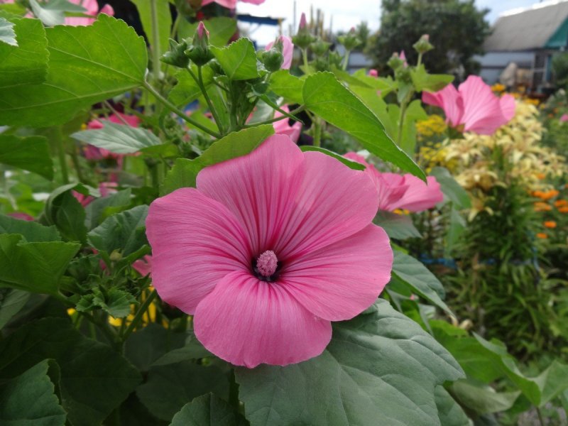 Lavatera trimestris