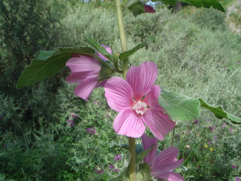 Амарант лаватера