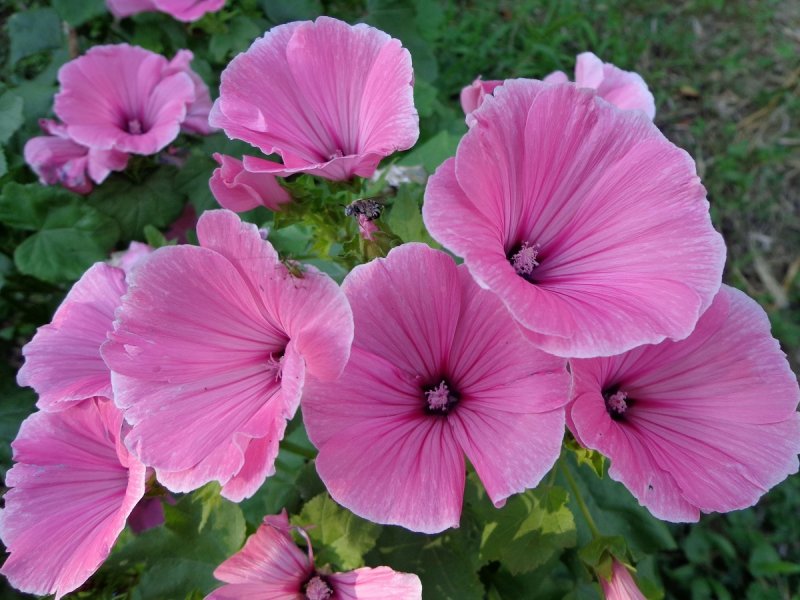 Lavatera trimestris