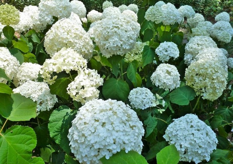 Гортензия древовидная (Hydrangea arborescens)