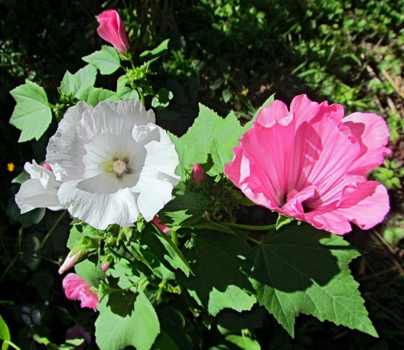 Лаватера (Lavatera)