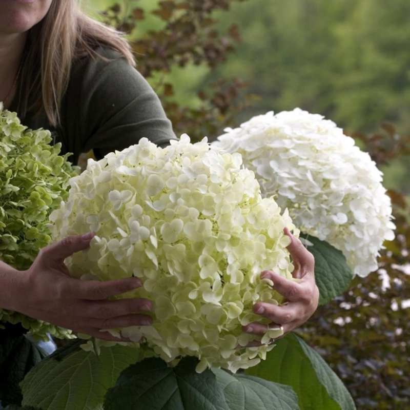 Гортензия древовидная grandiflora