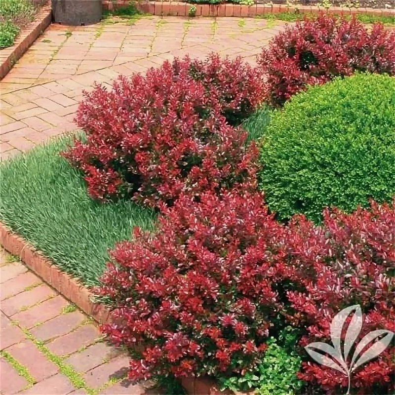 Барбарис Тунберга Atropurpurea Nana