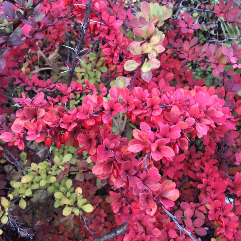 Барбарис Тунберга Atropurpurea