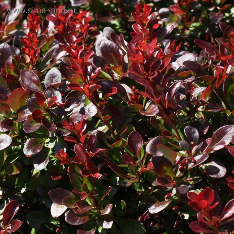 Барбарис Тунберга (Berberis thunbergii)