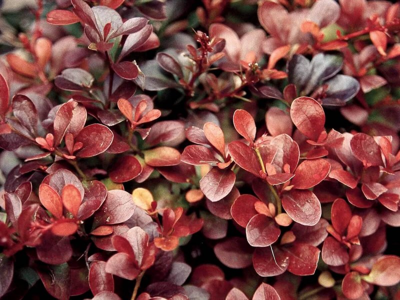 Барбарис Тунберга Atropurpurea