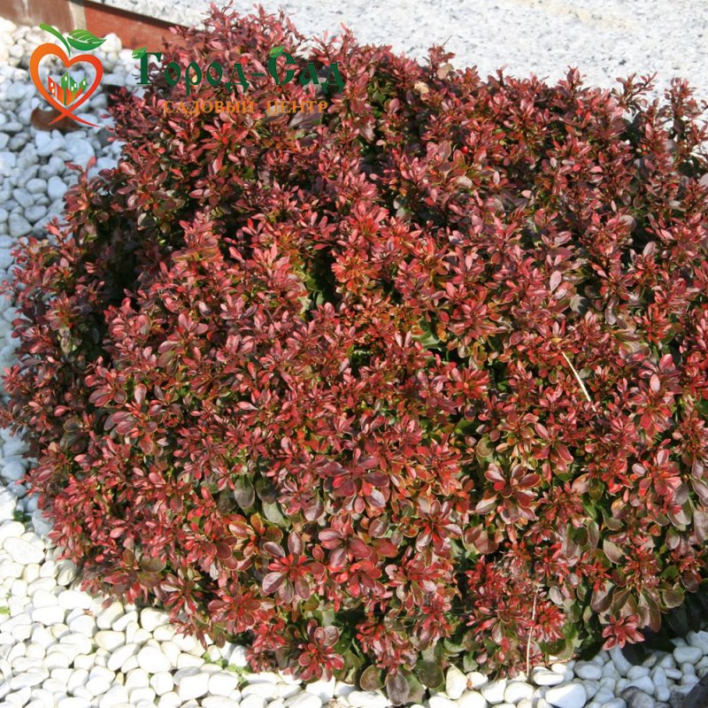 Барбарис Тунберга - Berberis thunbergii 'Atropurpurea Nana'